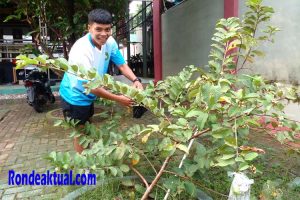 HUSWATUN HASANAH BUAH JAMBU