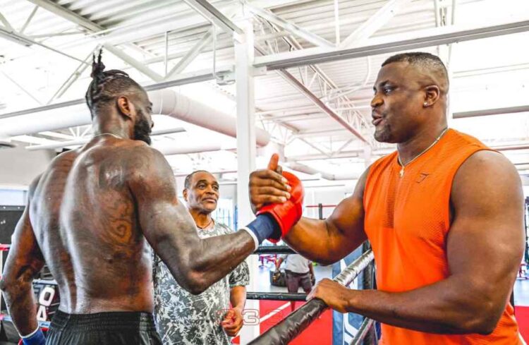 wilder ngannou